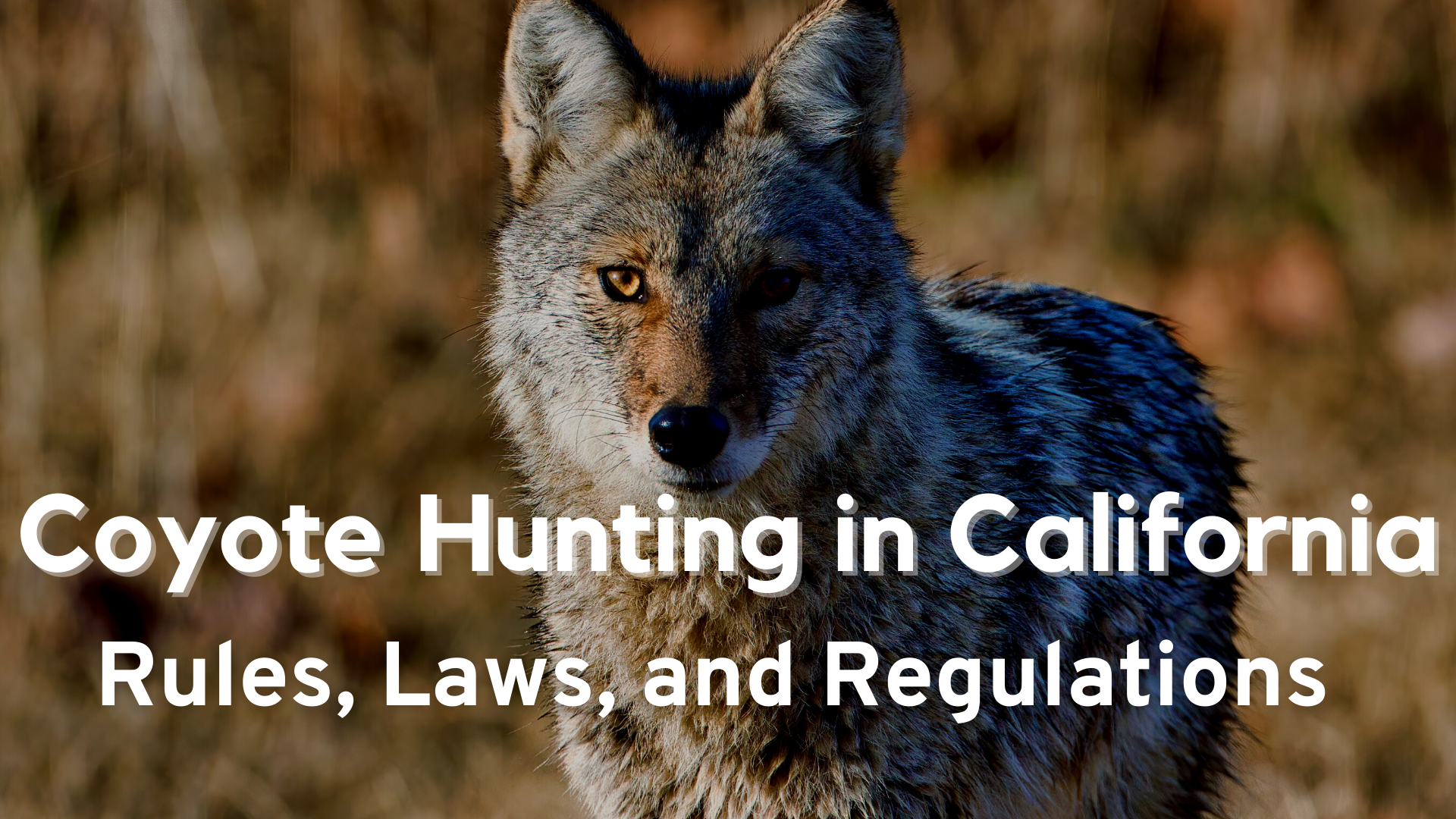 Coyote Hunting in California