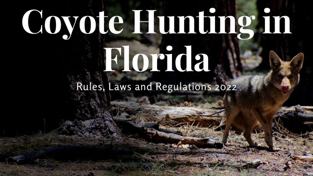 Coyote Hunting in Florida [Rules & Regulations 20232024] CoyoteHunting