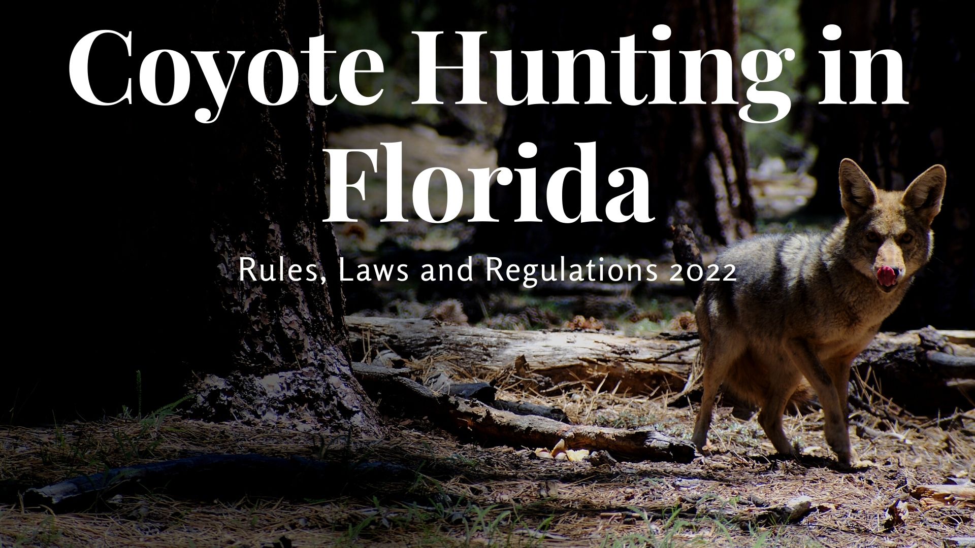Coyote Hunting in Florida