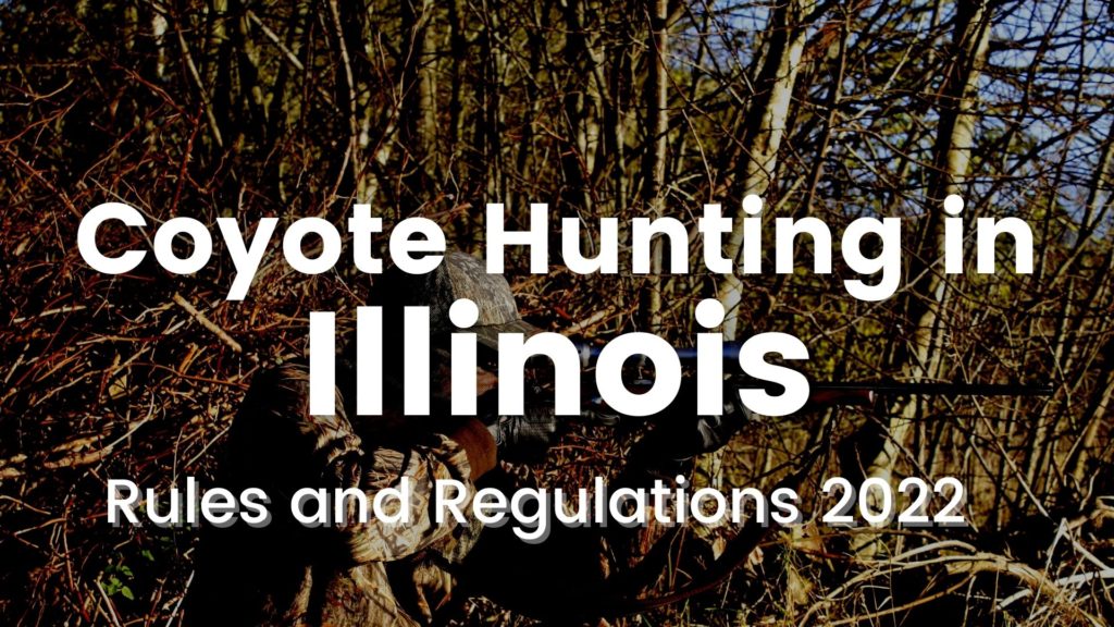 Coyote Hunting in Illinois [Rules and Regulations 20232024