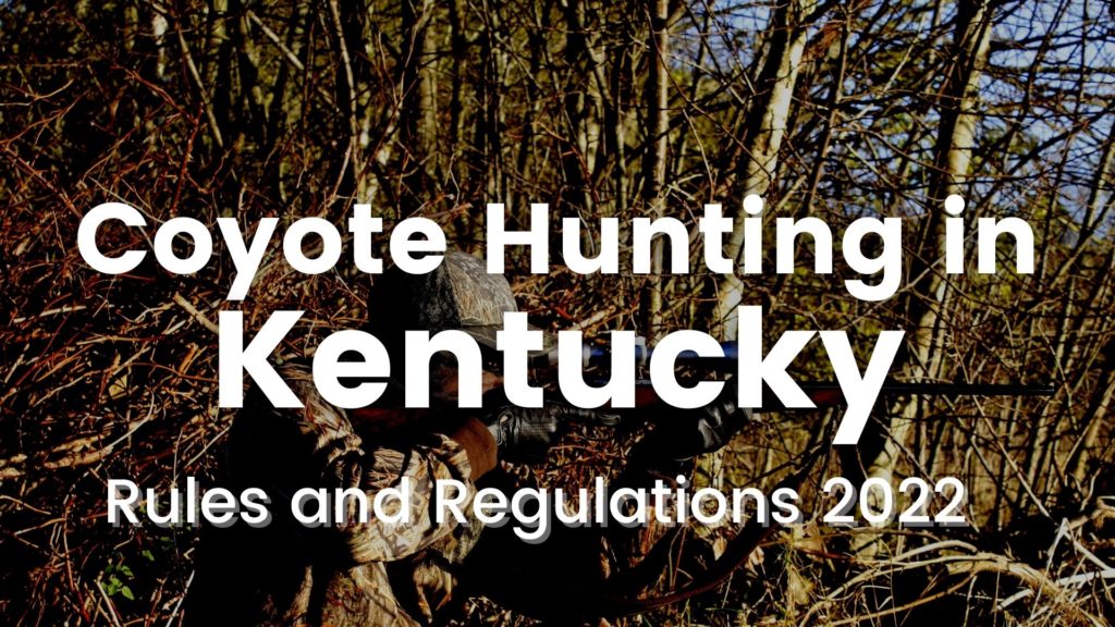 Coyote Hunting In Kentucky: [Rules And Regulations 2023-2024 ...