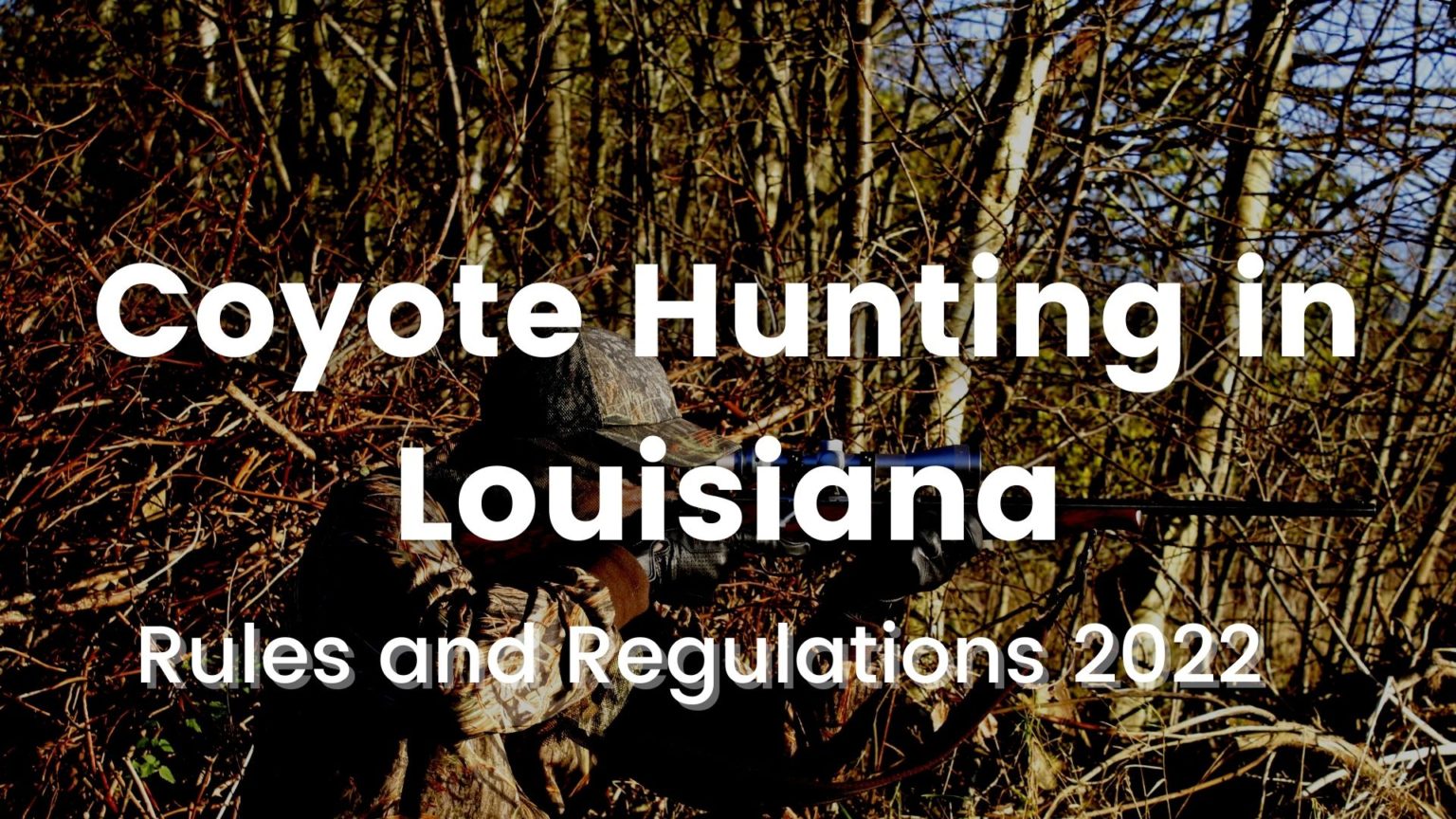 Coyote Hunting in Louisiana [Rules and Regulations 20232024