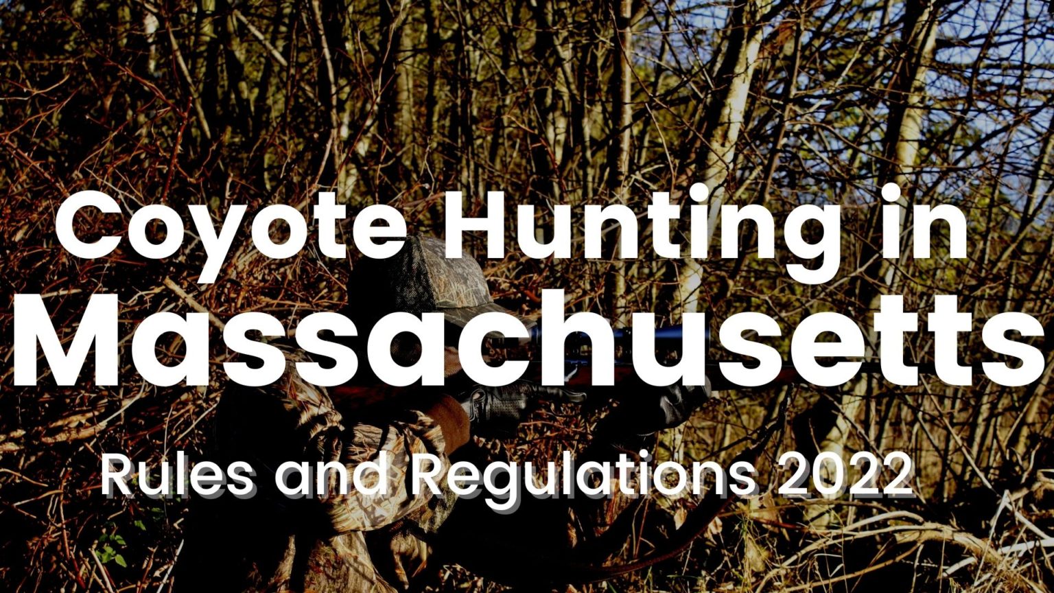 Coyote Hunting in Massachusetts [Rules and Regulations 20232024]