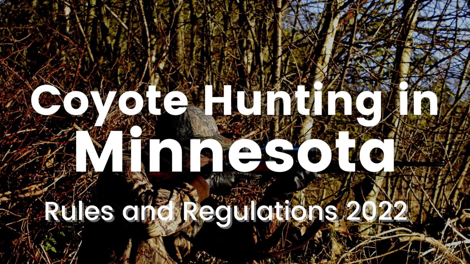 Coyote Hunting in Minnesota [Rules and Regulations 20232024]