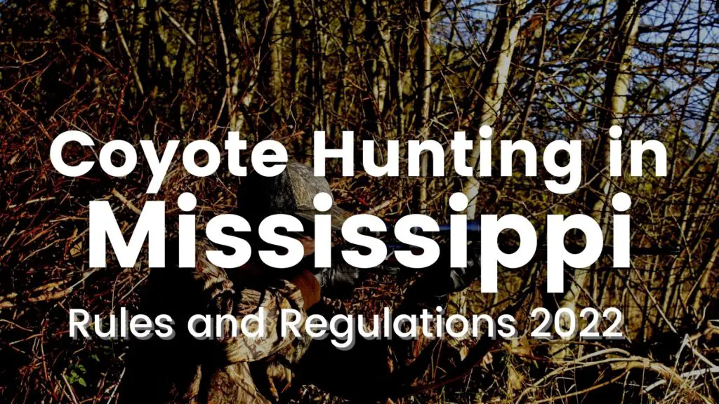 Coyote Hunting in Mississippi [Rules & Regulations 20232024]