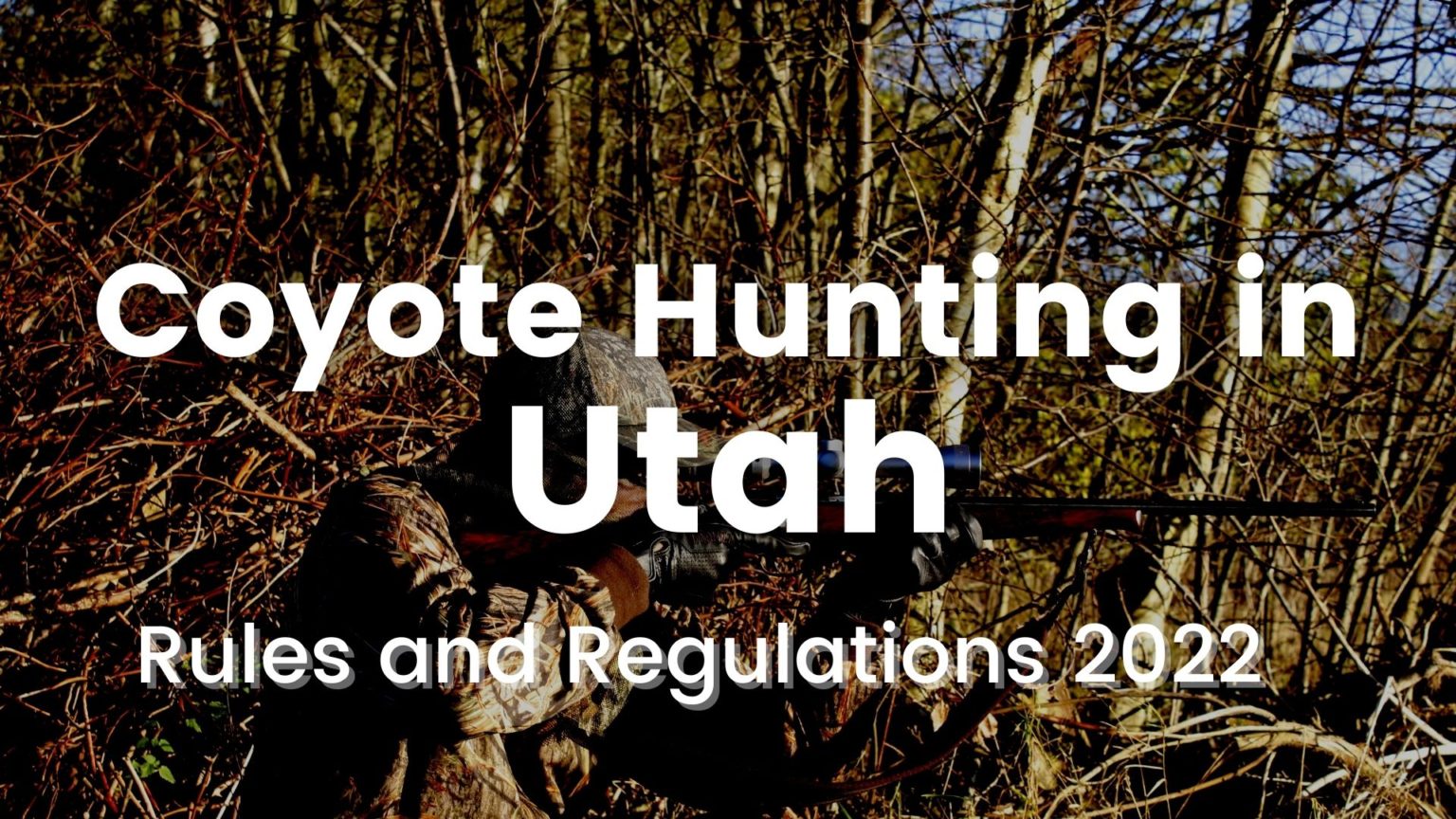 Coyote Hunting in Utah [Rules and Regulations 20232024] CoyoteHunting