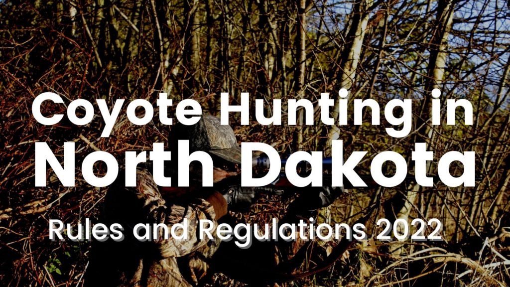 Coyote Hunting in North Dakota [Rules and Regulations 20232024]