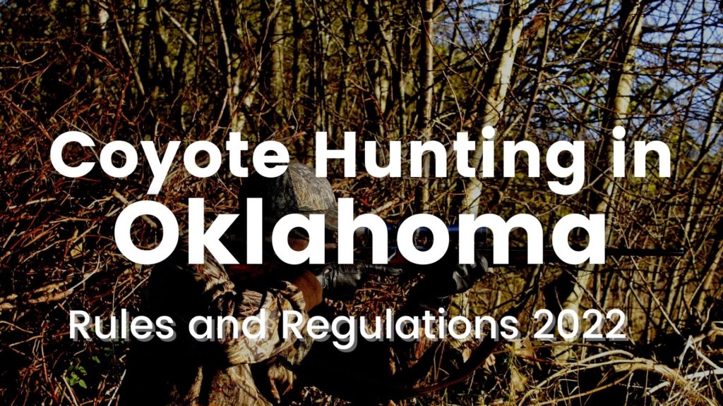 Coyote Hunting in Oklahoma Rules & Regulations 20232024 (Updated)