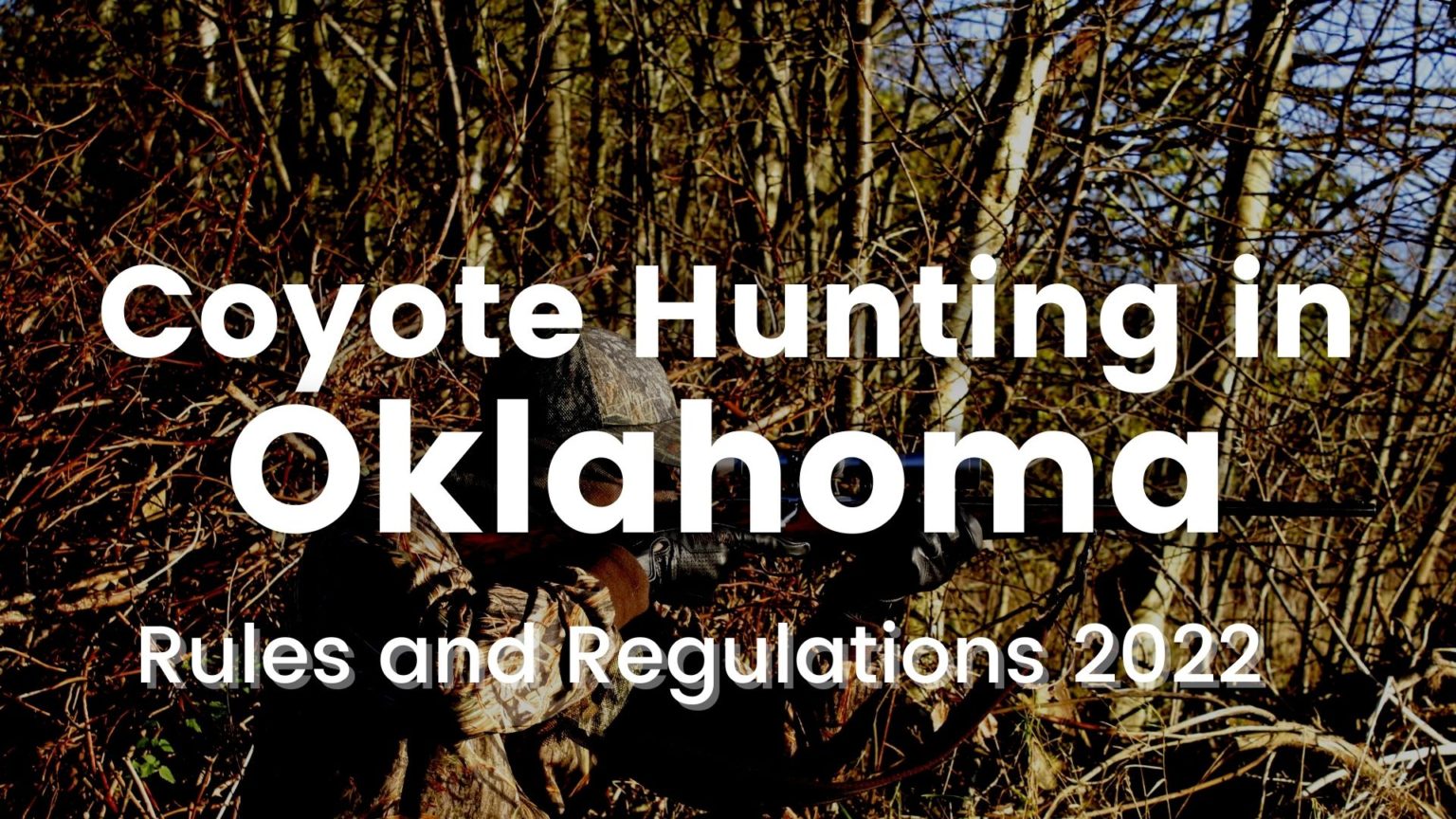 Coyote Hunting in Oklahoma [Rules & Regulations 20232024]