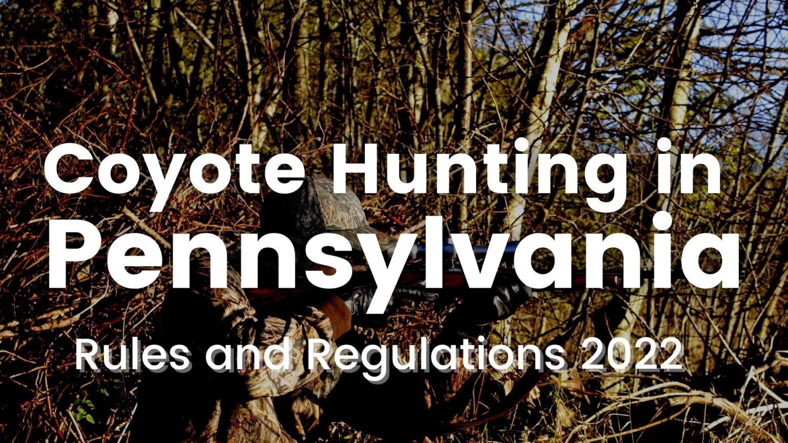 Coyote Hunting in Pennsylvania [Rules and Regulations 20232024]