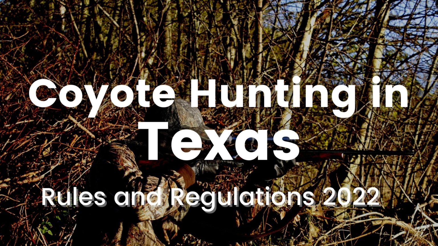 Coyote Hunting In Texas: [Rules And Regulations 2023-2024] - CoyoteHunting