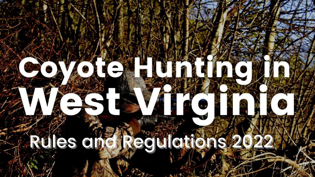 Coyote Hunting in West Virginia [Rules & Regulations 20252025]