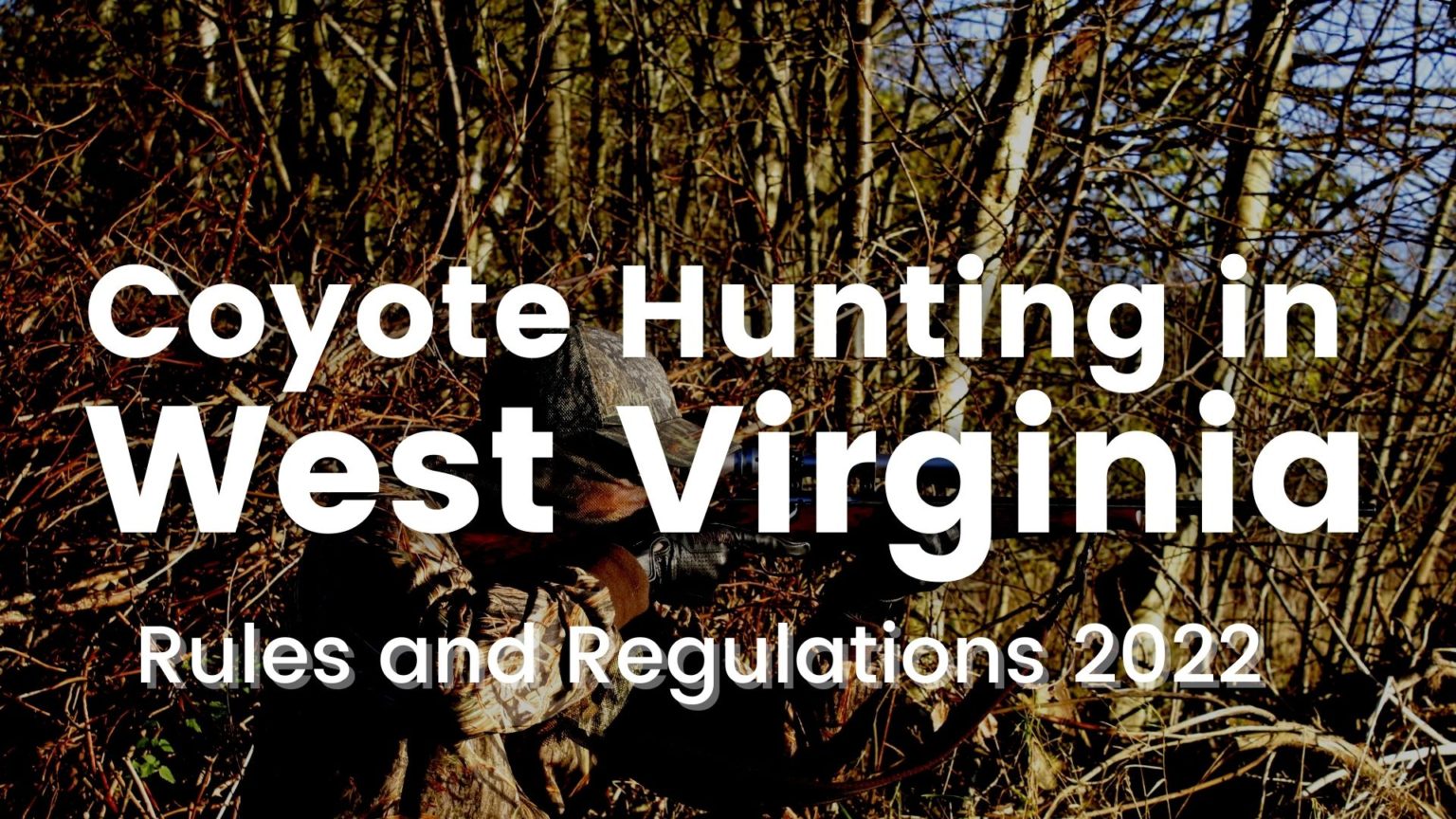 Coyote Hunting in West Virginia [Rules & Regulations 20232024]