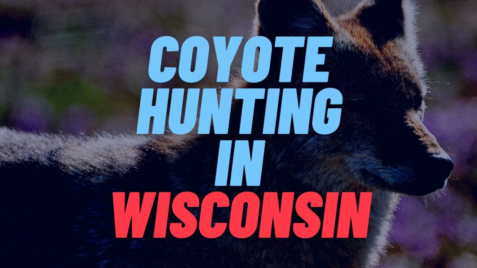 Coyote Hunting in Wisconsin Rules and Regulations 2022