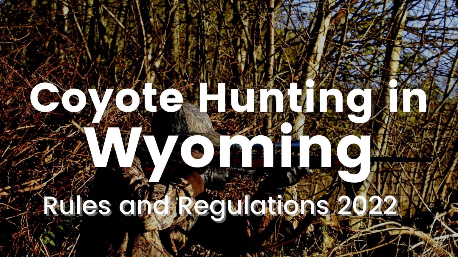 Coyote Hunting in Wyoming [Rules and Regulations 20232024]