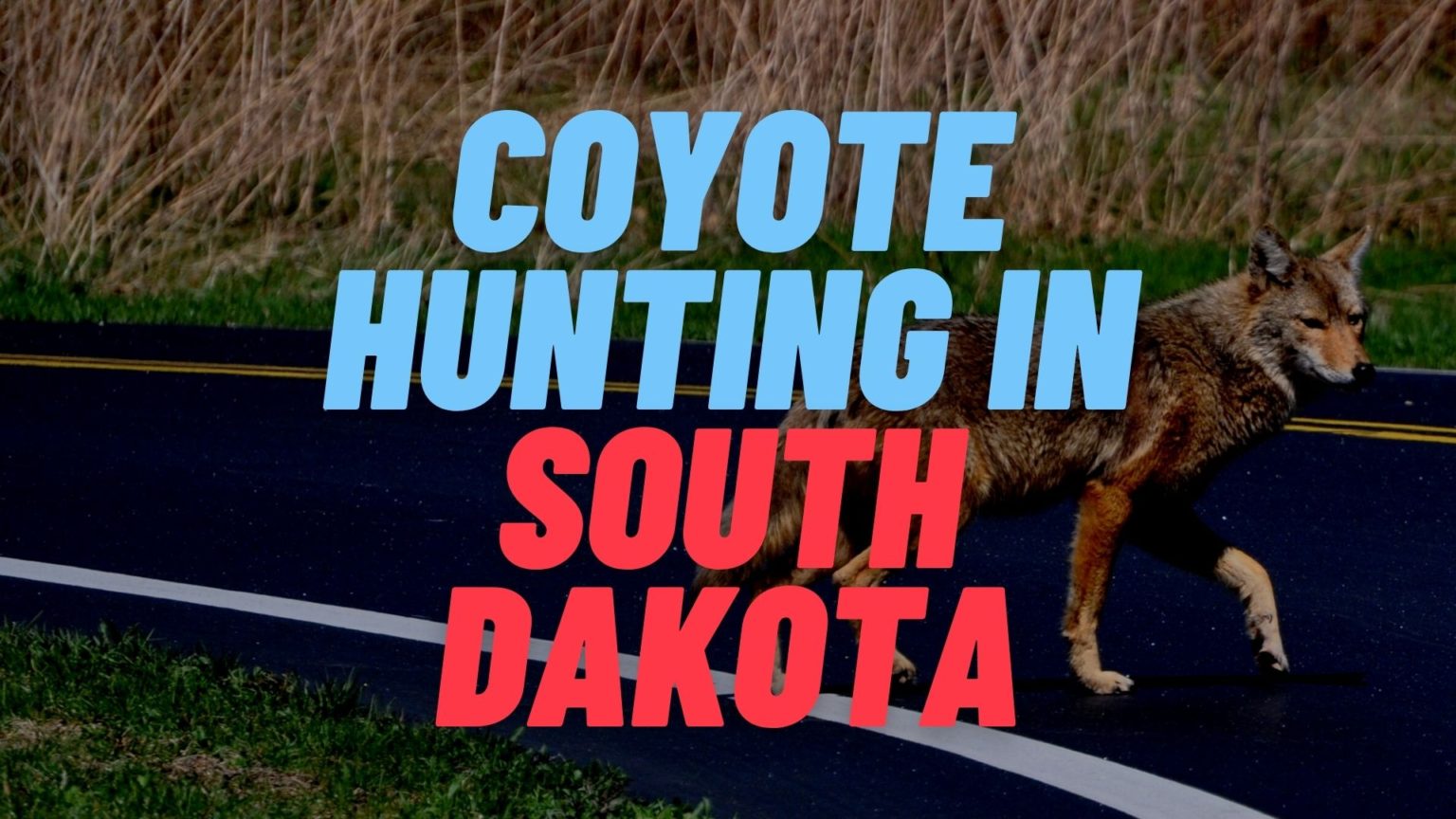 Coyote Hunting in South Dakota [Rules & Regulations 2023-2024]