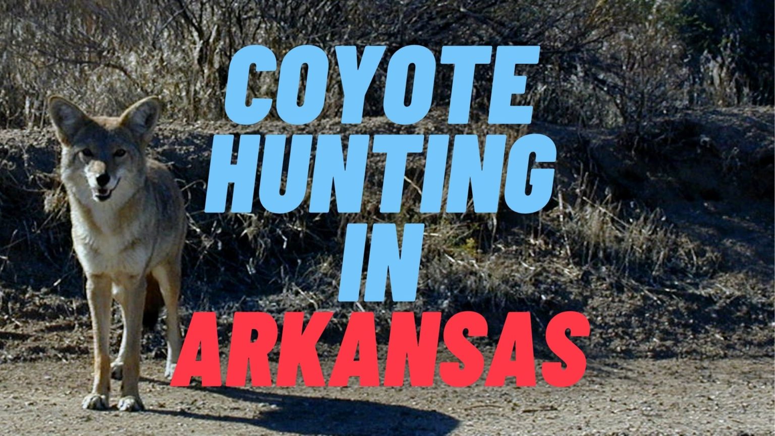 Coyote Hunting in Arkansas [Rules & Regulations 20232024] CoyoteHunting