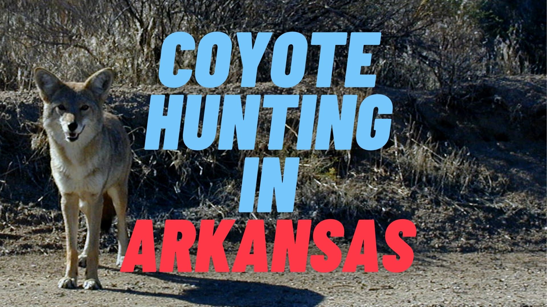Coyote Hunting in Arkansas
