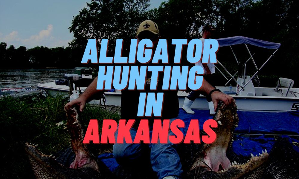 Alligator Hunting In Arkansas