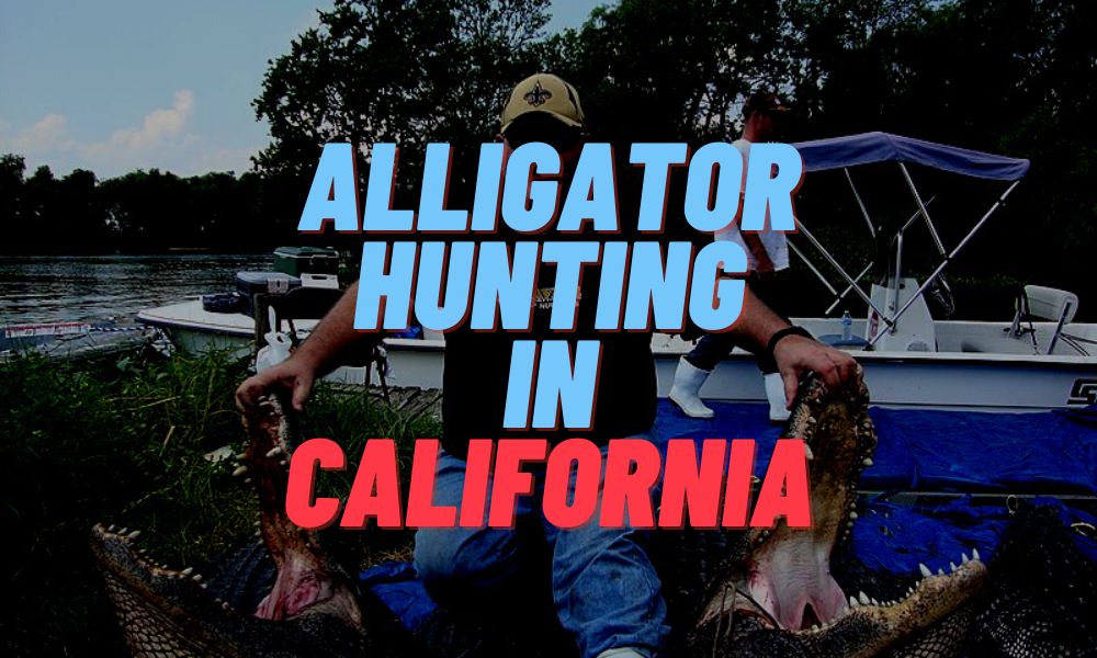 Alligator Hunting In California