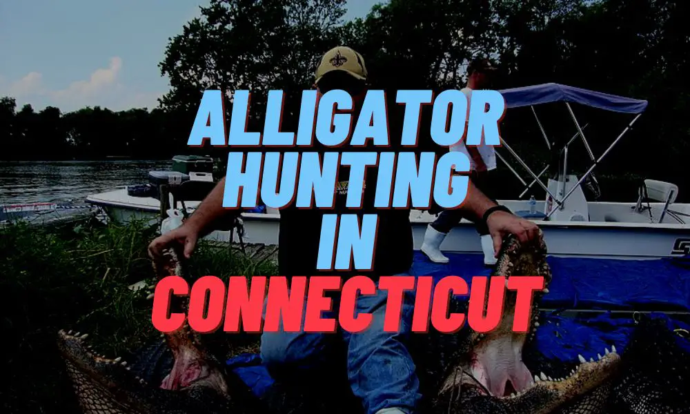 Alligator Hunting In Connecticut