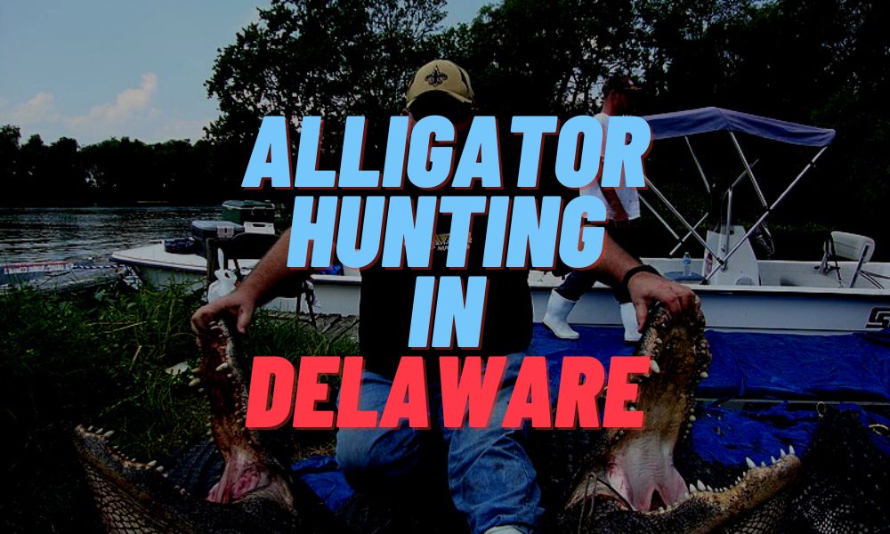 Alligator Hunting In Delaware