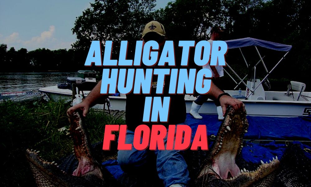 Alligator Hunting In Florida