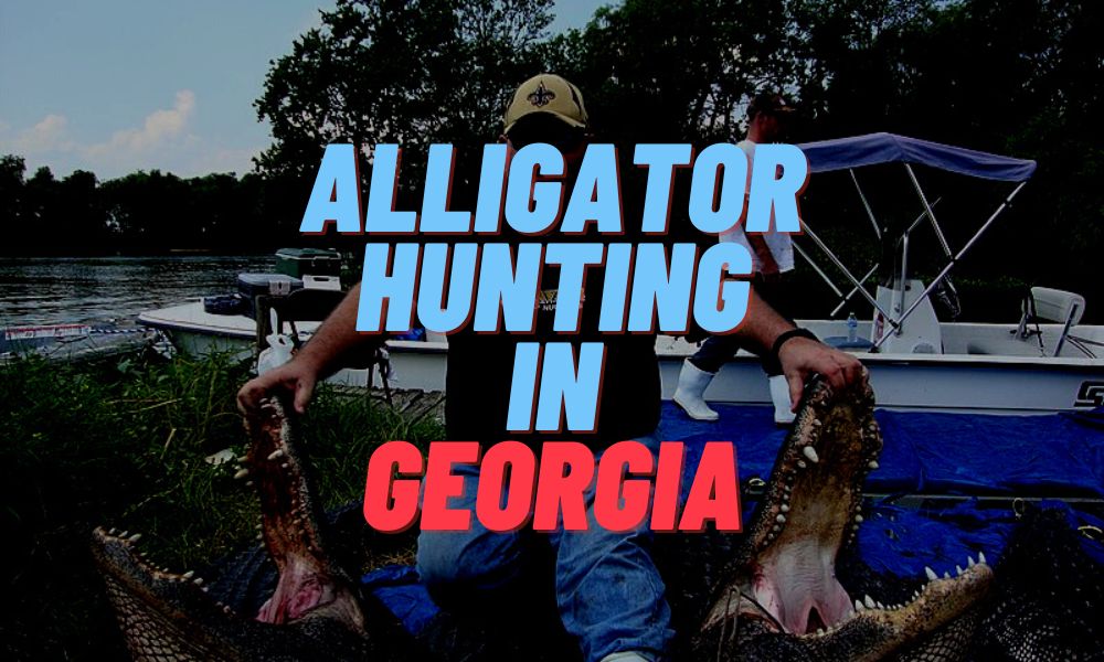 Alligator Hunting In Georgia