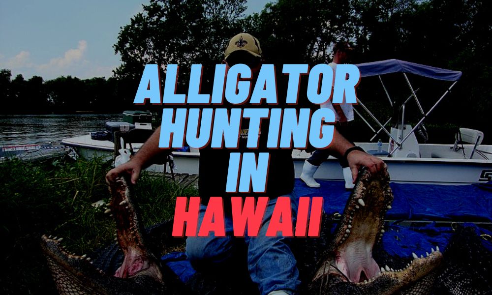 Alligator Hunting In Hawaii