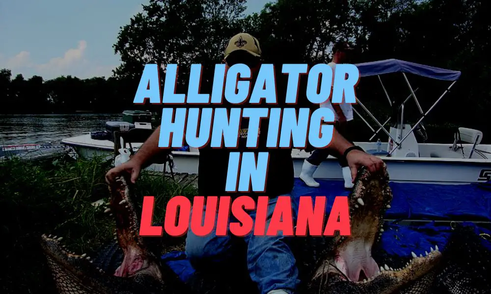 Alligator Hunting In Louisiana