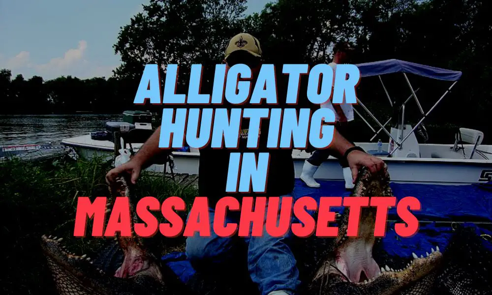 Alligator Hunting In Massachusetts