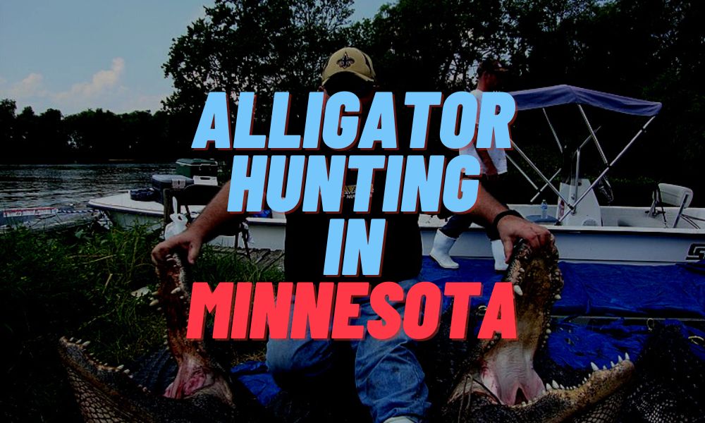 Alligator Hunting In Minnesota