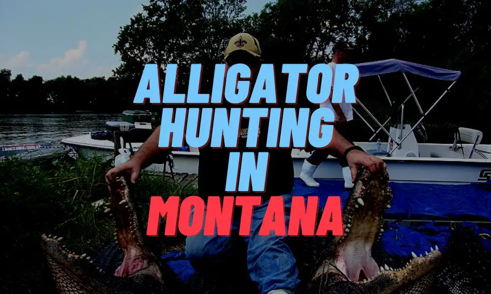 Alligator Hunting In Montana