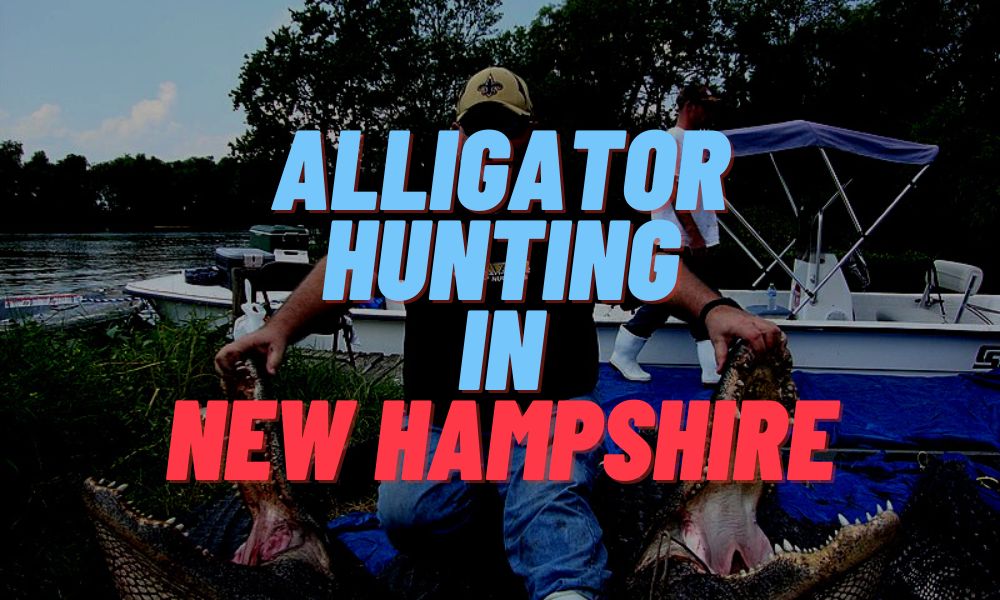 Alligator Hunting In New Hampshire