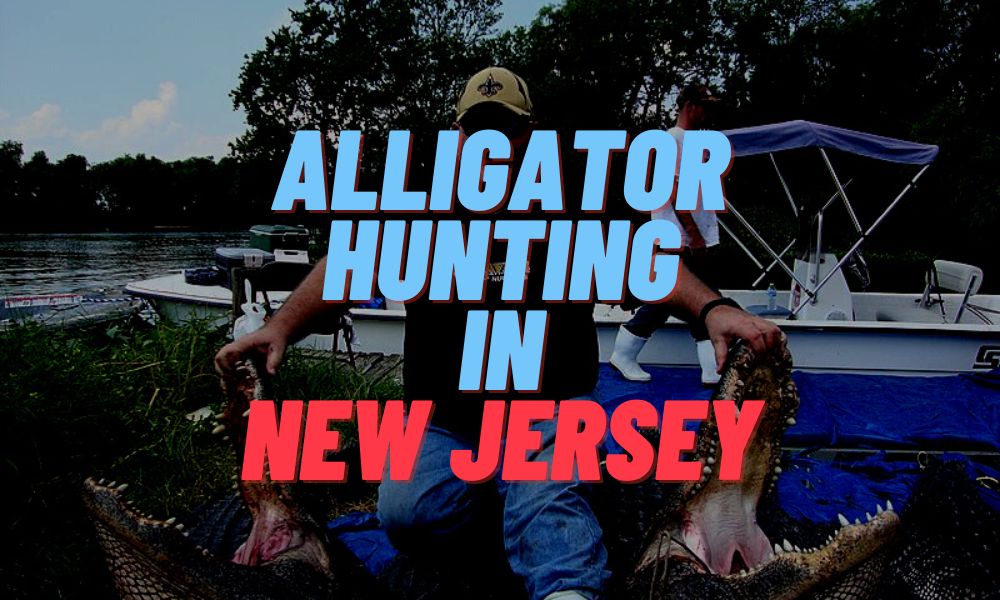 Alligator Hunting In New Jersey