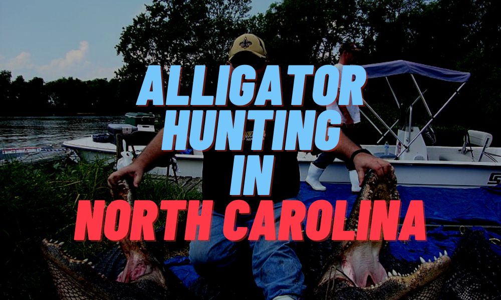 Alligator Hunting In North Carolina