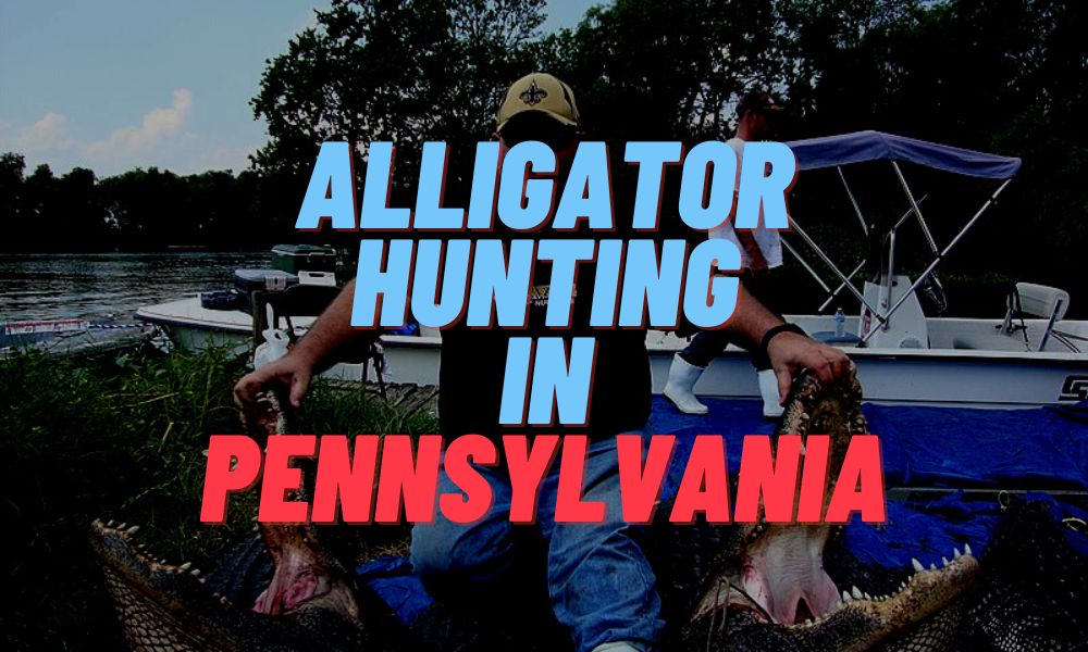 Alligator Hunting In Pennsylvania
