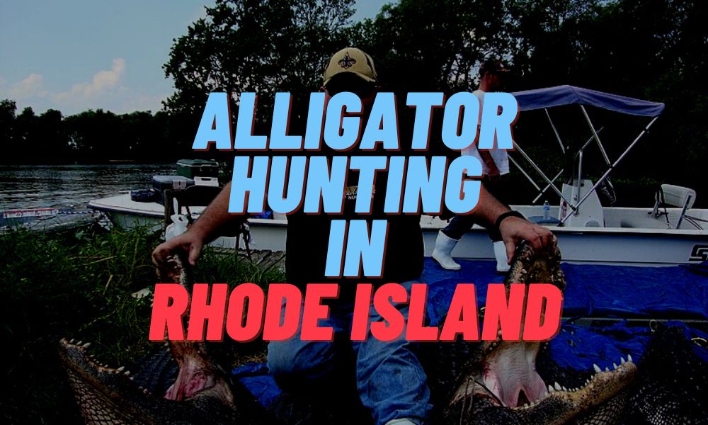 Alligator Hunting In Rhode Island
