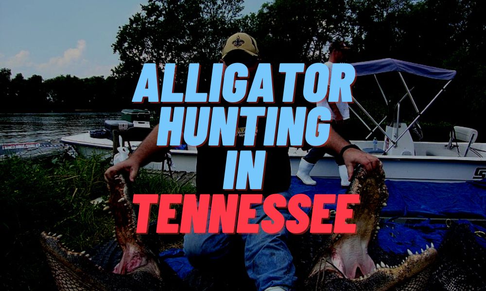 Alligator Hunting In Tennessee
