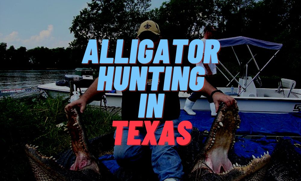 Alligator Hunting In Texas