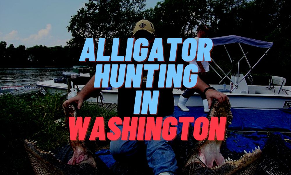 Alligator Hunting In Washington