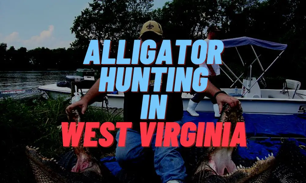 Alligator Hunting In West Virginia