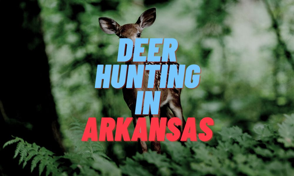 Deer Hunting In Arkansas