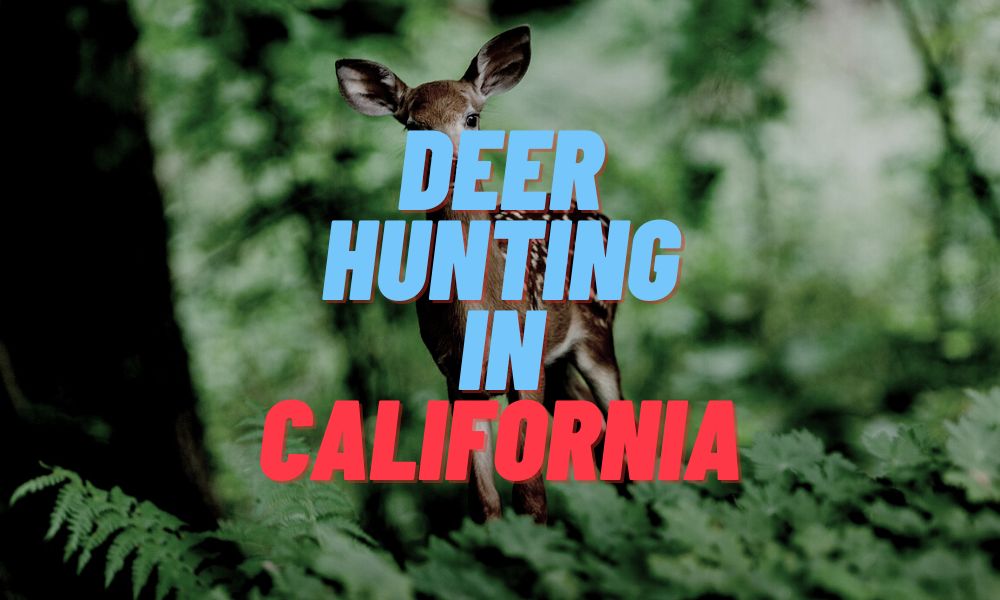 Deer Hunting In California