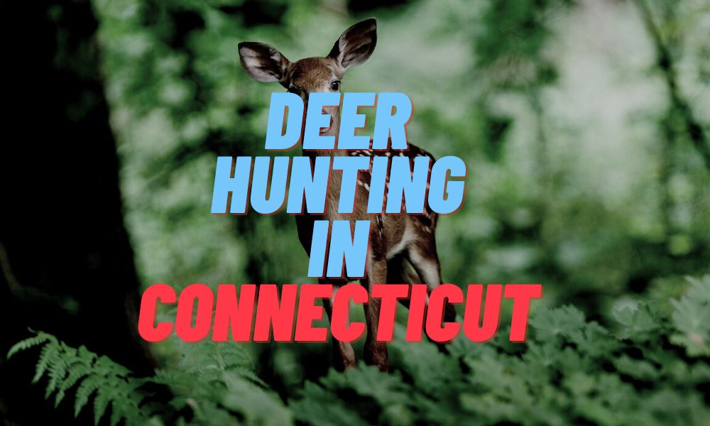 Deer Hunting In Connecticut