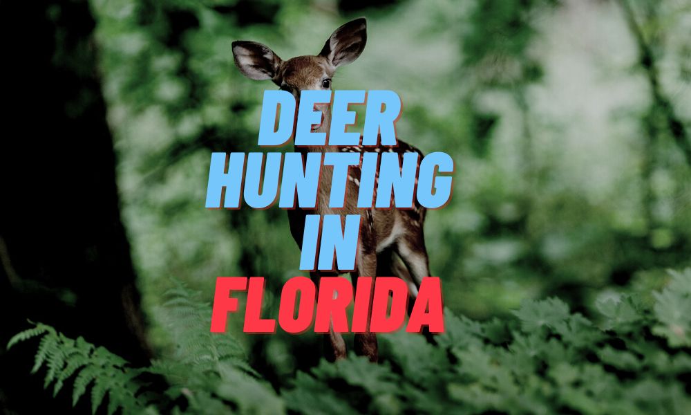 Deer Hunting In Florida
