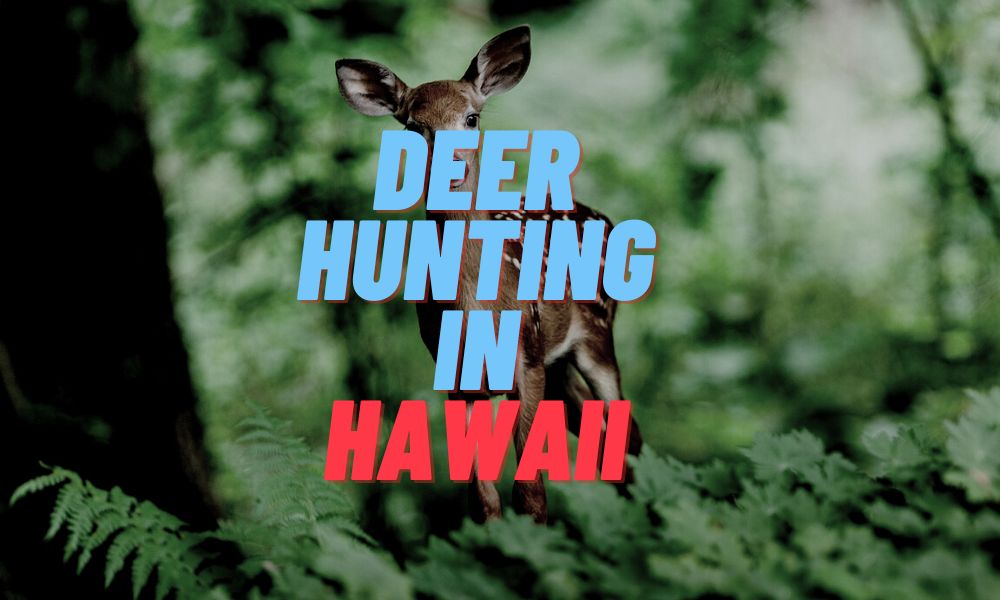 Deer Hunting In Hawaii