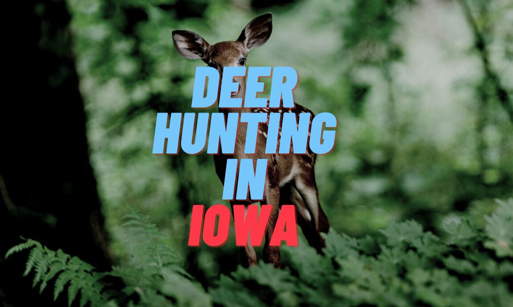 Deer Hunting In Iowa