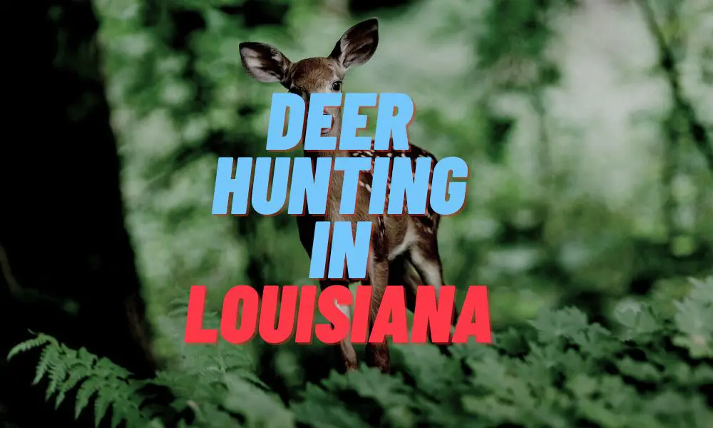 Deer Hunting In Louisiana
