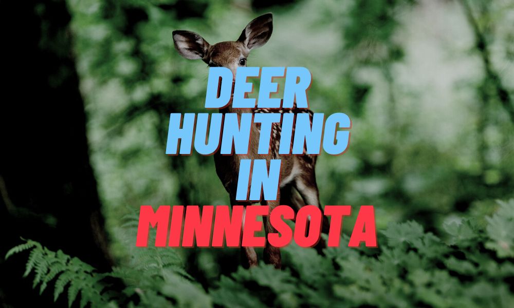 Deer Hunting In Minnesota
